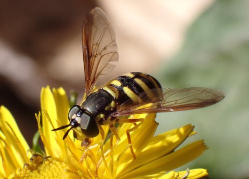 Chrysotoxum intermedium